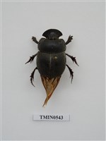 藏品(大黑糞金龜)的圖片